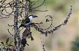 Black-billed Mountain-Toucanborder=